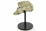 Fossil Hadrosaur (Edmontosaurus?) Jaw Section w/ Metal Stand #378528-1